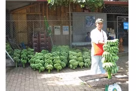Nouvelle ruralité: Les agriculteurs frontaliers de Huôi Luông misent sur la bananiculture