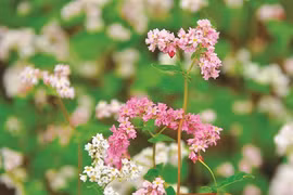 La saison des fleurs de sarrasin à Hà Giang