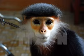 Remise d’un langur douc à jambes grises au Parc national de Cuc Phuong