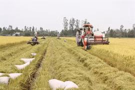 Des entraves pour les exportations de riz