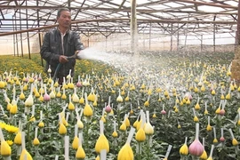 Stratégie du développement du secteur horticole de Dà Lat
