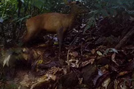 Une espèce de grand muntjac découverte dans la réserve Pù Hu