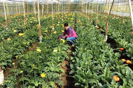 L’agriculture attire de plus en plus les investisseurs japonais