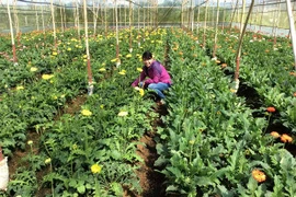 L’agriculture attire de plus en plus les investisseurs japonais
