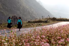 Hà Giang, la prairie en fleurs de sarrasin