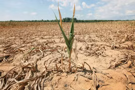 Sécheresse et salinisation : des pertes de près de 15.200 milliards de dongs