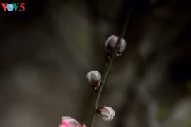 Les fleurs de pêcher de Nhat Tan 