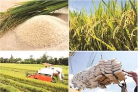 2017: une bonne année pour les exportations nationales de riz