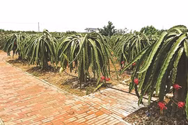 Viêt Dân, commune exemplaire dans l’édification de la Nouvelle ruralité