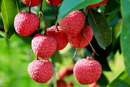 Le Vietnam a exporté 92 000 tonnes de litchis vers 27 pays et territoires