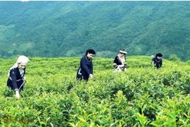 Le groupe sud-coréen Agerigna cherche à collaborer avec Cao Bang dans l’agriculture