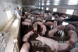 Le secteur de l'élevage, entre opportunités et défis du CPTPP