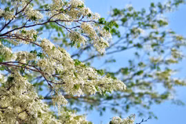 Hanoï: la beauté des fleurs du mois de mars 