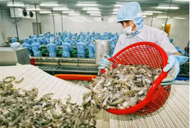 L’UE devient le premier importateur de crevettes vietnamiennes