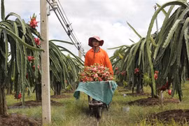 Colloque sur la promotion de la consommation des fruits du dragon de Binh Thuan en Inde
