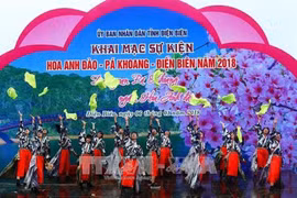 Dien Bien : honorer la beauté des fleurs de cerisier