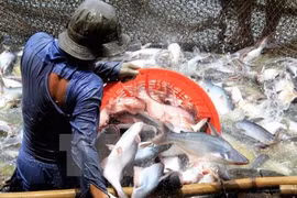 Les Etats-Unis diminuent les taxes antidumping sur les poissons pangasius du Vietnam