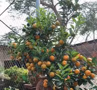 Kumquat bonsaï, la nouvelle mode du Têt