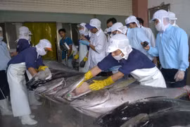 Bond des exportations nationales de thon au Chili