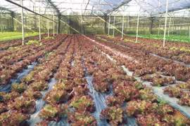 Agriculture : les Pays-Bas souhaitent établir un partenariat avec Can Tho