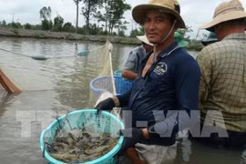 Pénéiculture: bientôt une exposition de technologies à Bac Lieu