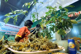 Le ginseng de Ngoc Linh est un trésor du Vietnam