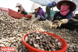 L’élevage des Meretrix dans la province de Thai Binh