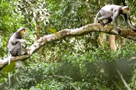 Quang Nam lance un projet de protection de primates en voie de disparition