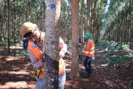 Le Cambodge exporte plus de 100.500 tonnes de latex en 7 mois