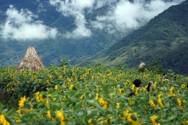 La Semaine des fleurs de tournesols 2018 à Sa Pa