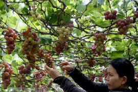 Les vignobles de Ninh Thuan attirent les touristes