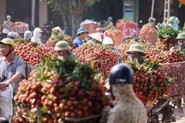 La récolte précoce de litchis dans le district de Luc Ngan, province de Bac Giang