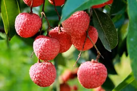 Le Vietnam a exporté 92 000 tonnes de litchis vers 27 pays et territoires