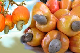 Bientôt la 10e conférence internationale sur la noix de cajou dans la ville de Ha Long