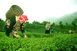La province de Lai Chau renforce l’exploitation du tourisme