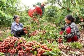 Fruits et légumes : hausse de 20% du chiffre d’affaires à l’export au premier semestre