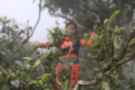 Le thé Shan tuyet Ta Xua, un label de prestige