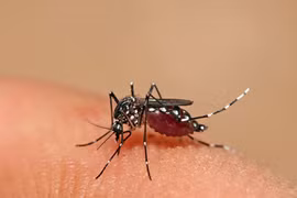 La Thaïlande fait face au risque d'épidémie de dengue au Nord-Est