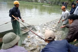 Hanoï: 13 projets d’élevage aquacole intensif dans 10 districts