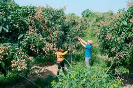 Hai Duong: une bonne saison pour les longanes