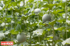 L'agriculture dans le "petit désert" porte ses fruits