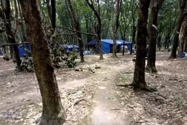 Des produits en bois d​'hévéa du Vietnam présents dans plus de 100 pays et territoires