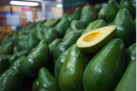 Dak Nông promeut ses avocats vers les marchés étrangers