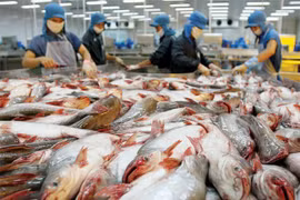 Le Vietnam propose à l’OMC sur les restrictions américaines des importations de pangasius