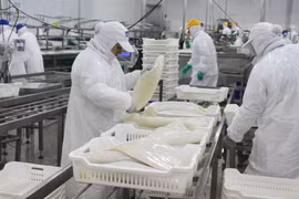 Les exportations nationales de céphalopodes poursuivent sur leur bonne lancée