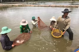 Expansion de la crevetticulture bio dans le delta du Mékong