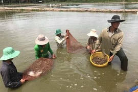 Expansion de la crevetticulture bio dans le delta du Mékong