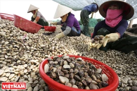 L’élevage des Meretrix dans la province de Thai Binh
