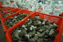 De nouvelles opportunités pour les exportations nationales de crevettes vers l’UE