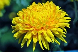 Quelles plantes allez-vous choisir pour le Tet 